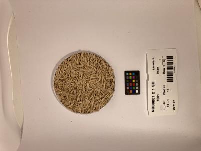 Click for 1 image(s) for this accession. SEED